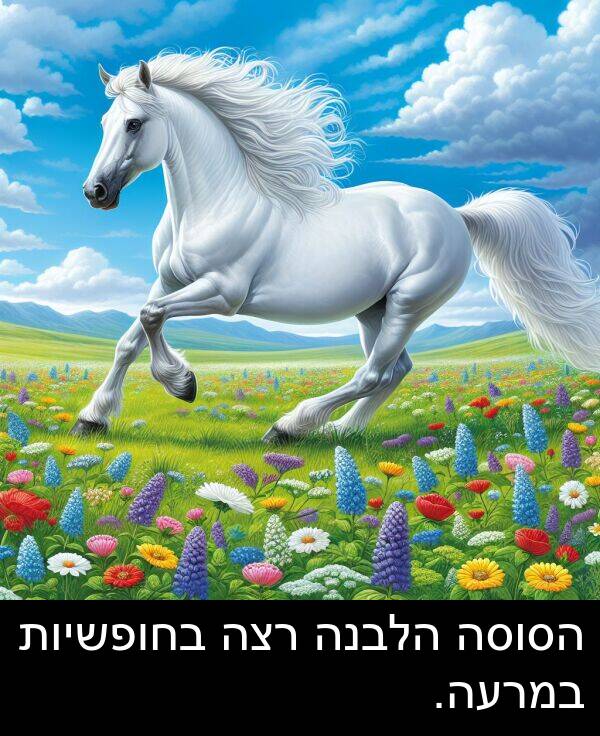 רצה: הסוסה הלבנה רצה בחופשיות במרעה.