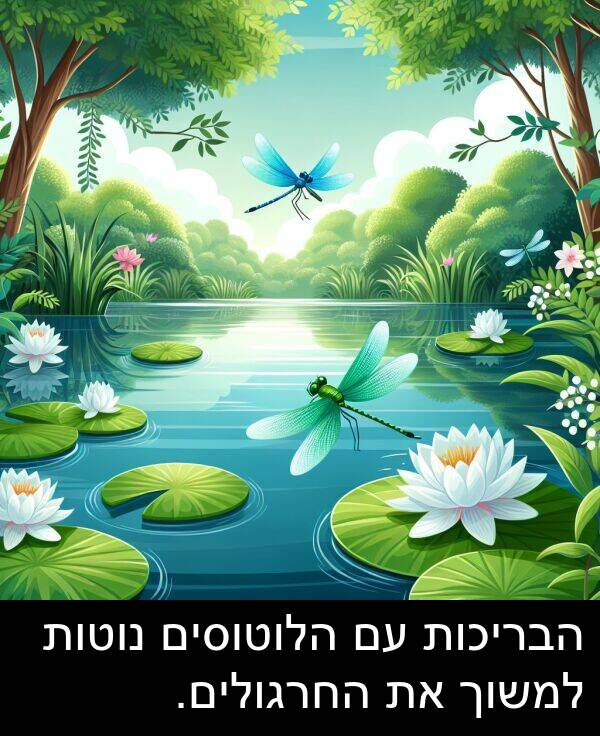 נוטות: הבריכות עם הלוטוסים נוטות למשוך את החרגולים.
