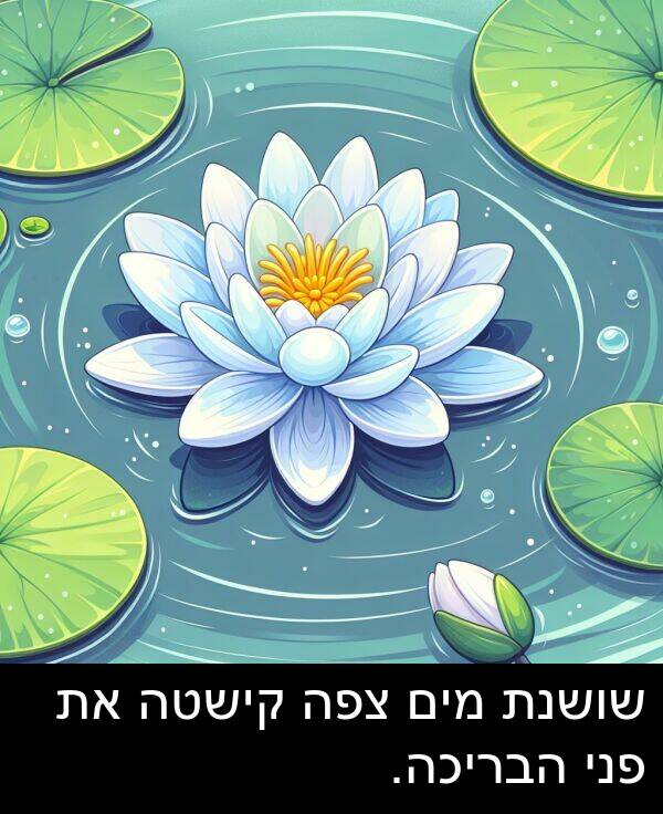 פני: שושנת מים צפה קישטה את פני הבריכה.