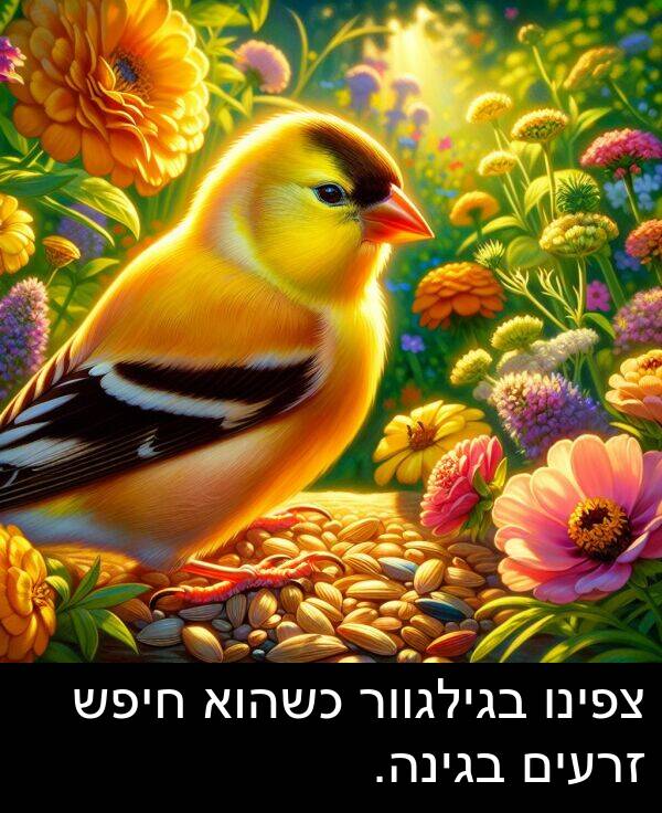 בגילגוור: צפינו בגילגוור כשהוא חיפש זרעים בגינה.