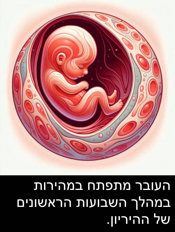 ההיריון: העובר מתפתח במהירות במהלך השבועות הראשונים של ההיריון.