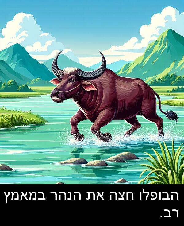 חצה: הבופלו חצה את הנהר במאמץ רב.