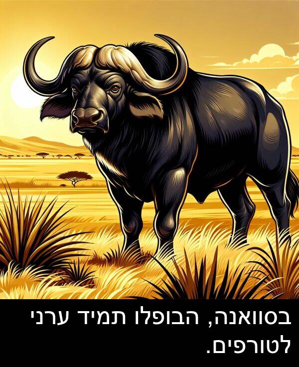 ערני: בסוואנה, הבופלו תמיד ערני לטורפים.