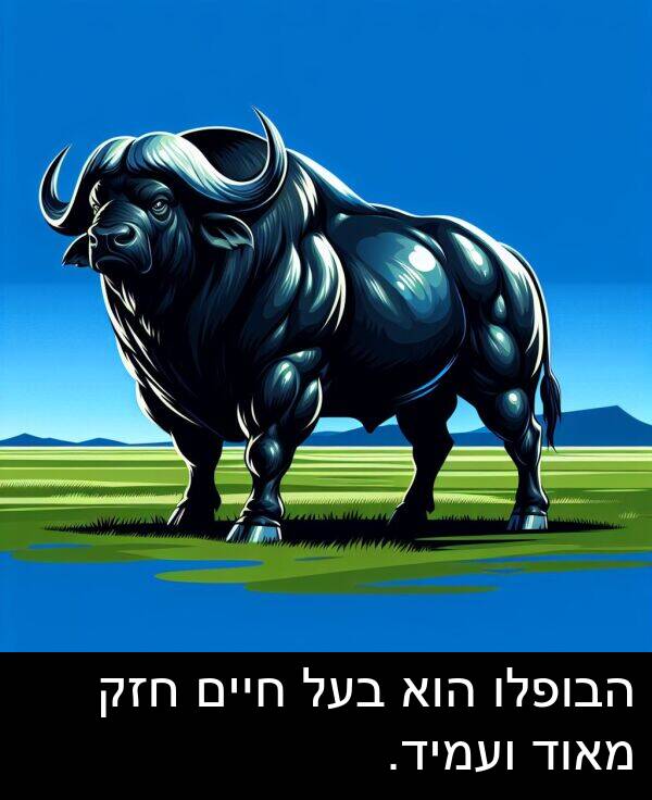 חיים: הבופלו הוא בעל חיים חזק מאוד ועמיד.