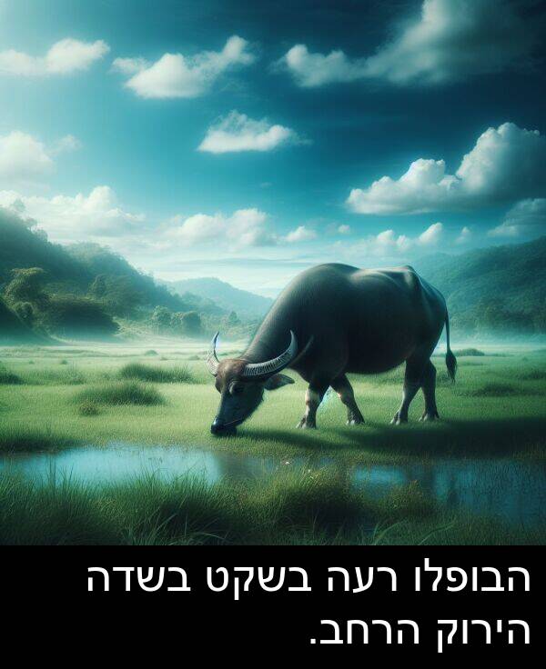 רעה: הבופלו רעה בשקט בשדה הירוק הרחב.