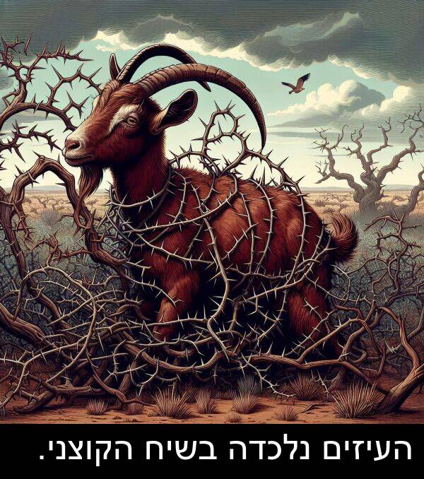 נלכדה: העיזים נלכדה בשיח הקוצני.