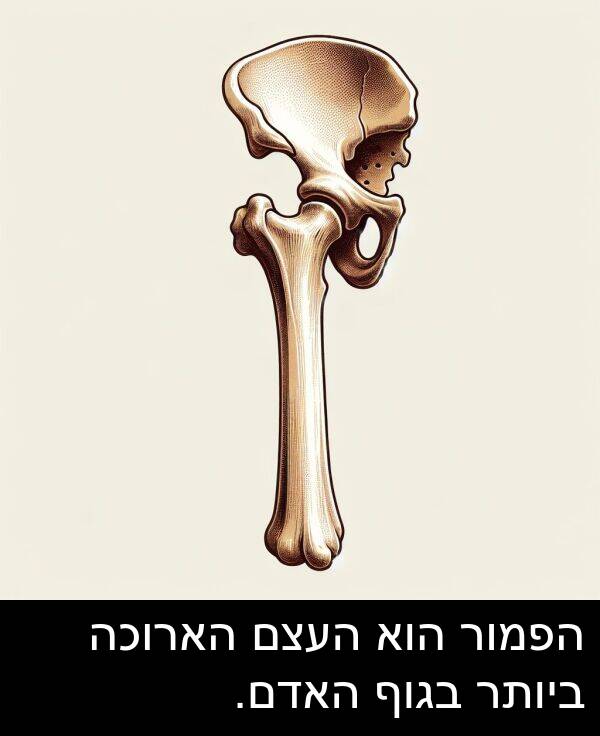 בגוף: הפמור הוא העצם הארוכה ביותר בגוף האדם.
