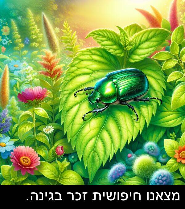 בגינה: מצאנו חיפושית זכר בגינה.