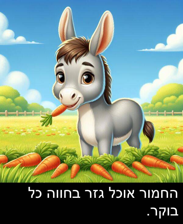 גזר: החמור אוכל גזר בחווה כל בוקר.