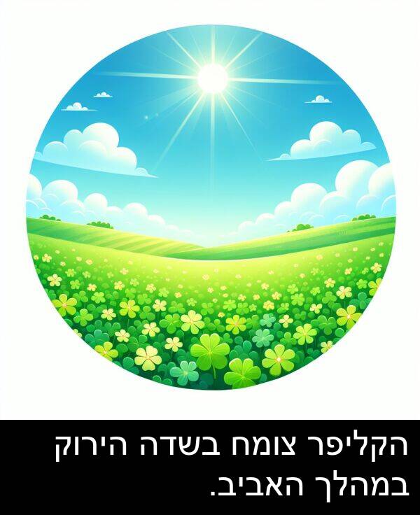 צומח: הקליפר צומח בשדה הירוק במהלך האביב.