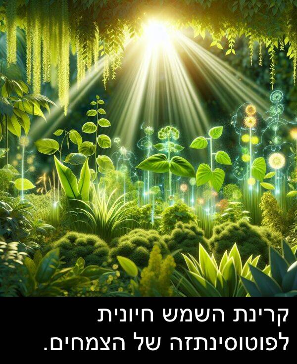 קרינת: קרינת השמש חיונית לפוטוסינתזה של הצמחים.