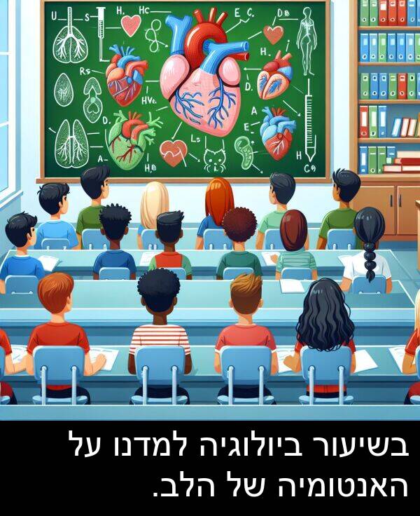 האנטומיה: בשיעור ביולוגיה למדנו על האנטומיה של הלב.