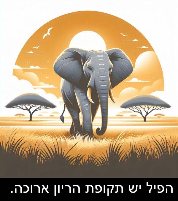 תקופת: הפיל יש תקופת הריון ארוכה.
