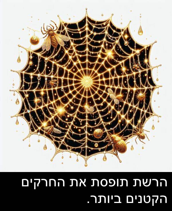 תופסת: הרשת תופסת את החרקים הקטנים ביותר.