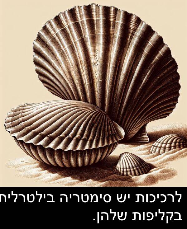 סימטריה: לרכיכות יש סימטריה בילטרלית בקליפות שלהן.