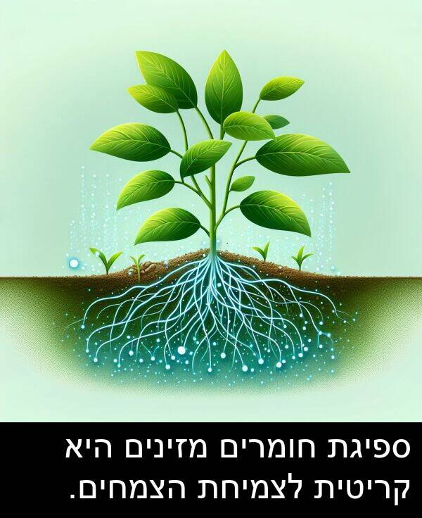 ספיגת: ספיגת חומרים מזינים היא קריטית לצמיחת הצמחים.