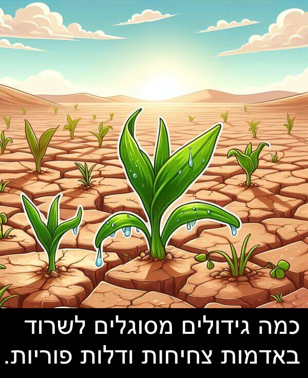 באדמות: כמה גידולים מסוגלים לשרוד באדמות צחיחות ודלות פוריות.