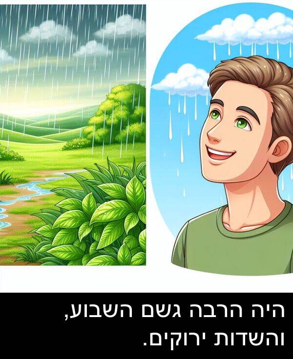 גשם: היה הרבה גשם השבוע, והשדות ירוקים.