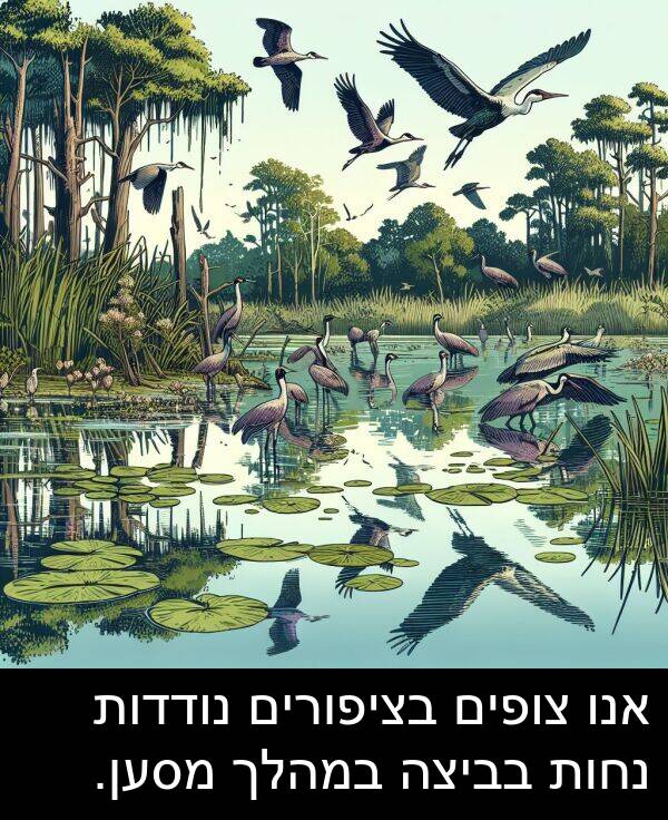 צופים: אנו צופים בציפורים נודדות נחות בביצה במהלך מסען.