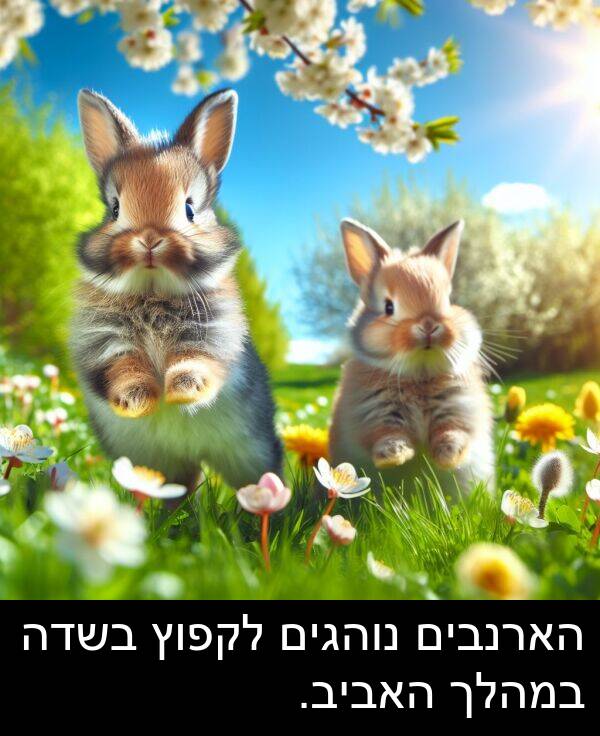 האביב: הארנבים נוהגים לקפוץ בשדה במהלך האביב.