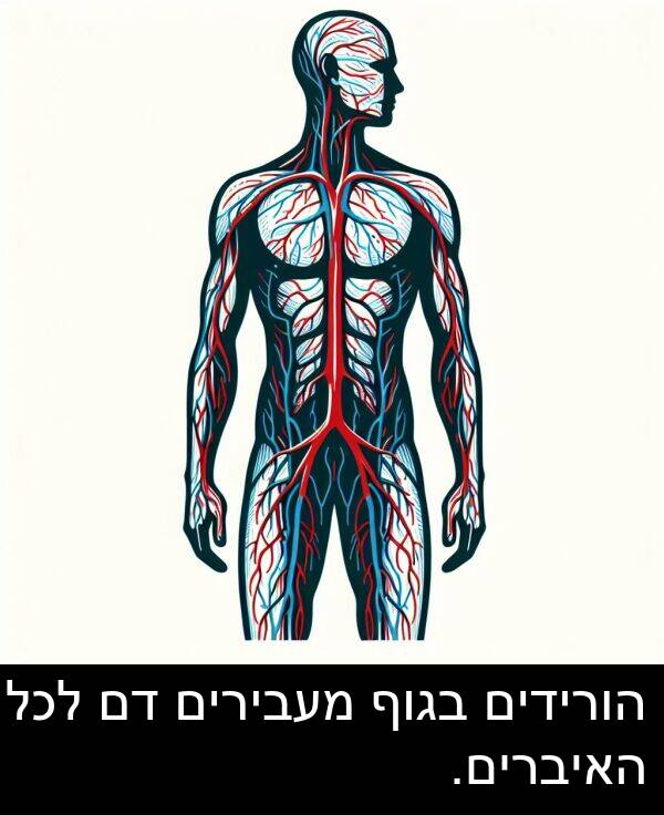 בגוף: הורידים בגוף מעבירים דם לכל האיברים.