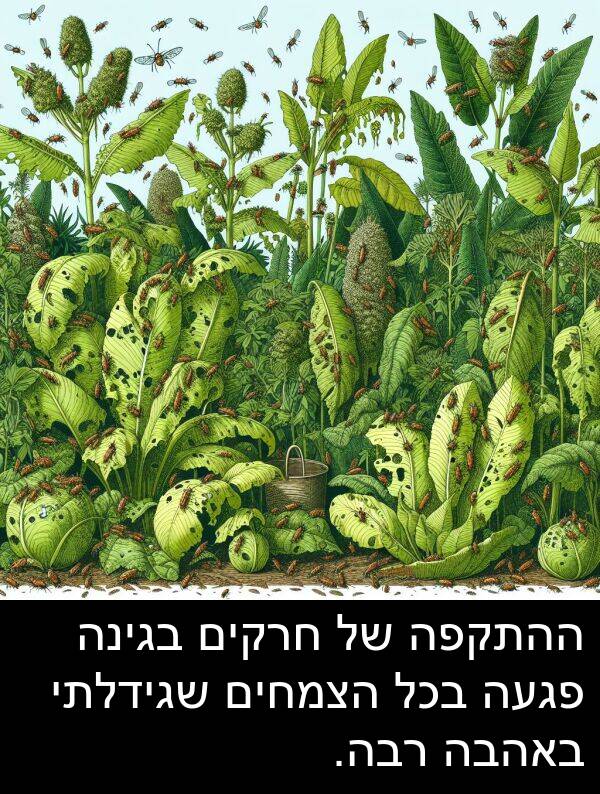 בגינה: ההתקפה של חרקים בגינה פגעה בכל הצמחים שגידלתי באהבה רבה.