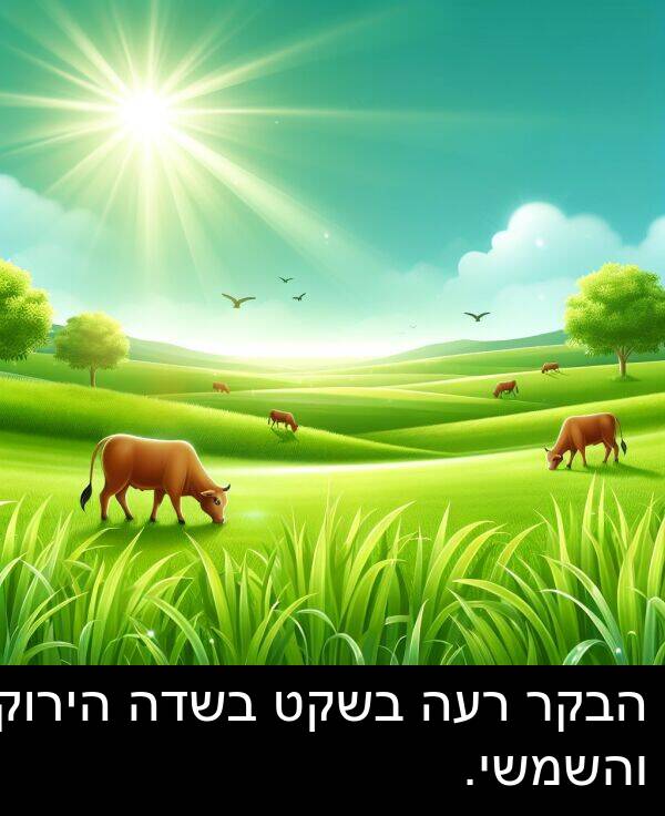 רעה: הבקר רעה בשקט בשדה הירוק והשמשי.