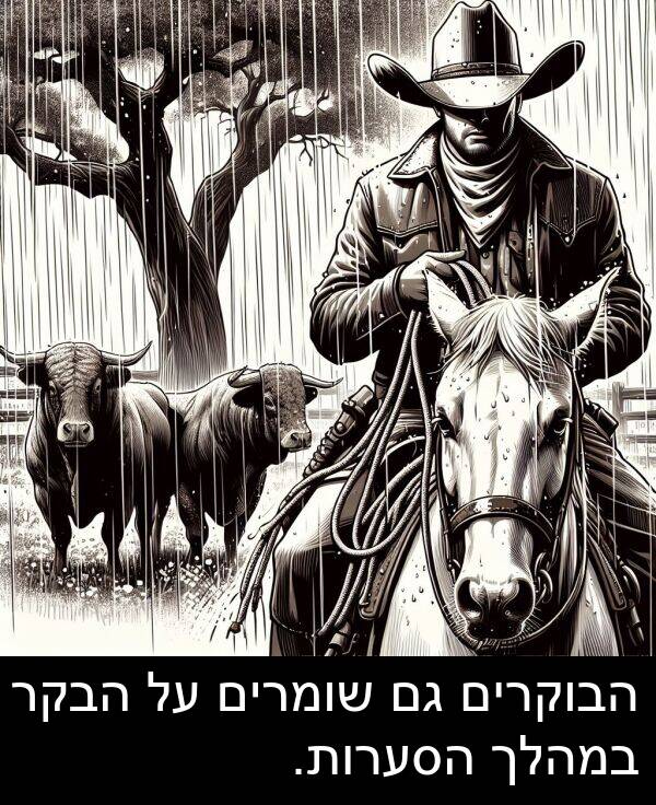 הבקר: הבוקרים גם שומרים על הבקר במהלך הסערות.