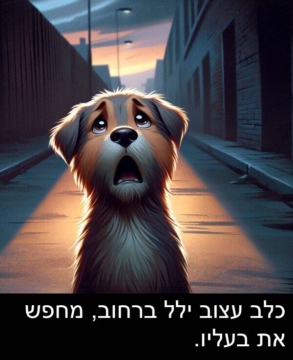 עצוב: כלב עצוב ילל ברחוב, מחפש את בעליו.