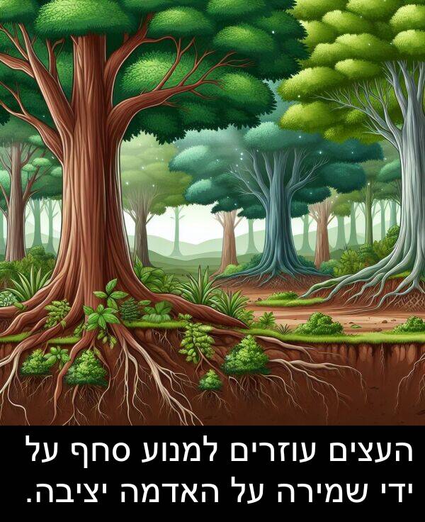 סחף: העצים עוזרים למנוע סחף על ידי שמירה על האדמה יציבה.