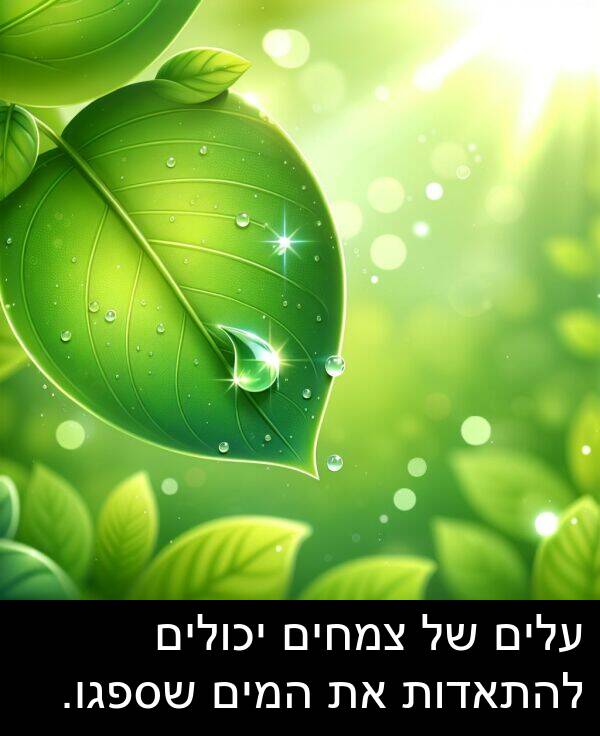 צמחים: עלים של צמחים יכולים להתאדות את המים שספגו.