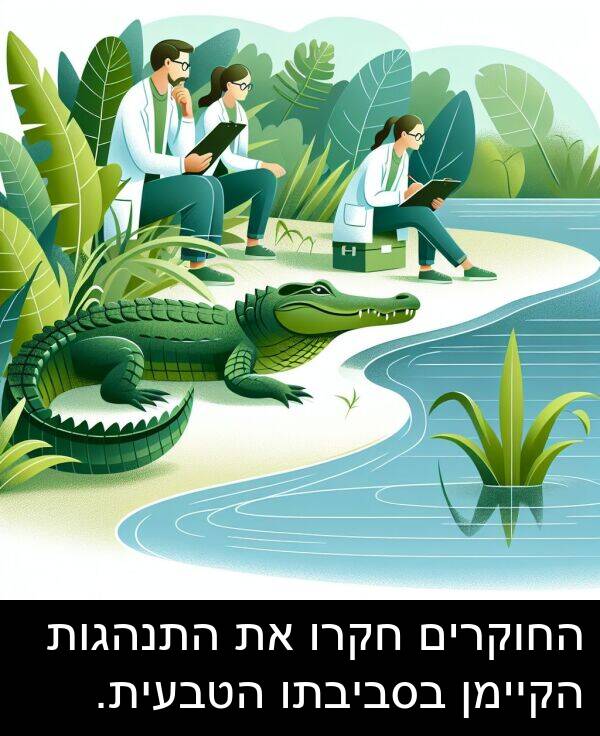 חקרו: החוקרים חקרו את התנהגות הקיימן בסביבתו הטבעית.