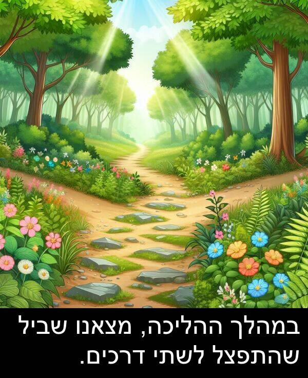 דרכים: במהלך ההליכה, מצאנו שביל שהתפצל לשתי דרכים.