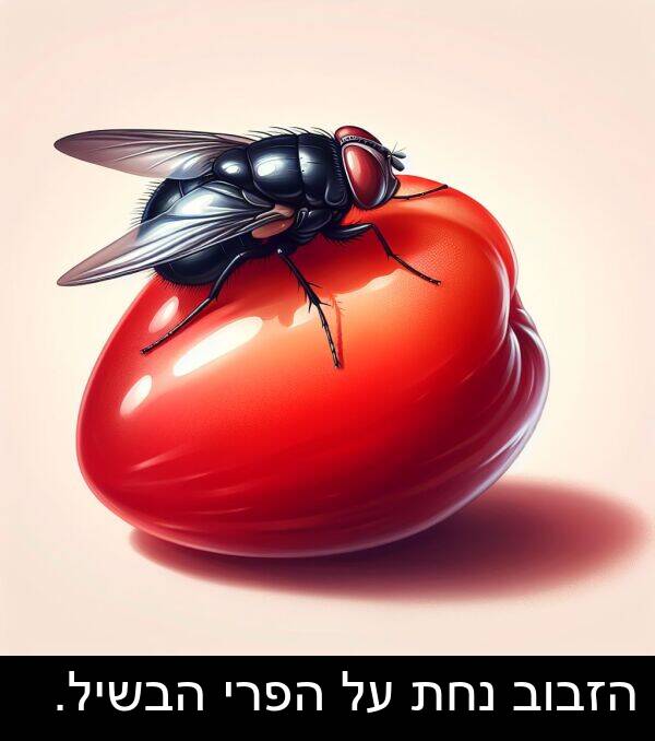 נחת: הזבוב נחת על הפרי הבשיל.
