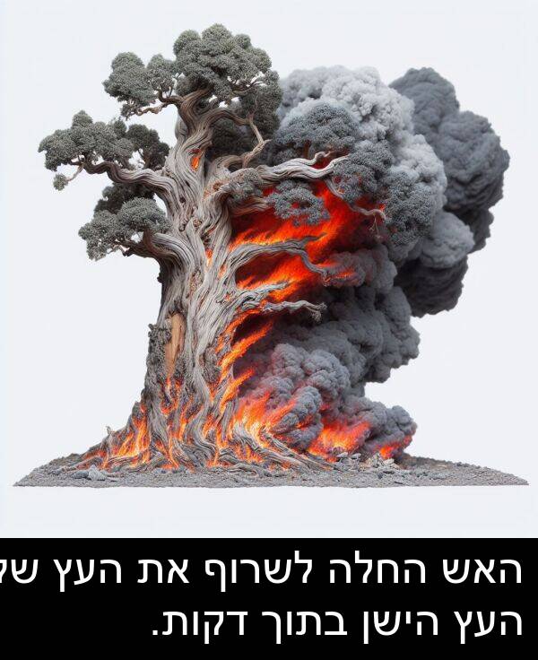 דקות: האש החלה לשרוף את העץ של העץ הישן בתוך דקות.