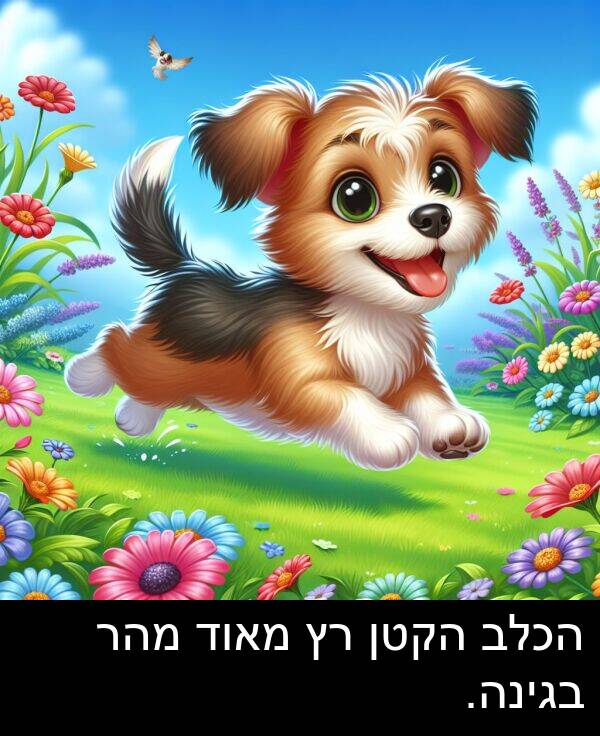 בגינה: הכלב הקטן רץ מאוד מהר בגינה.