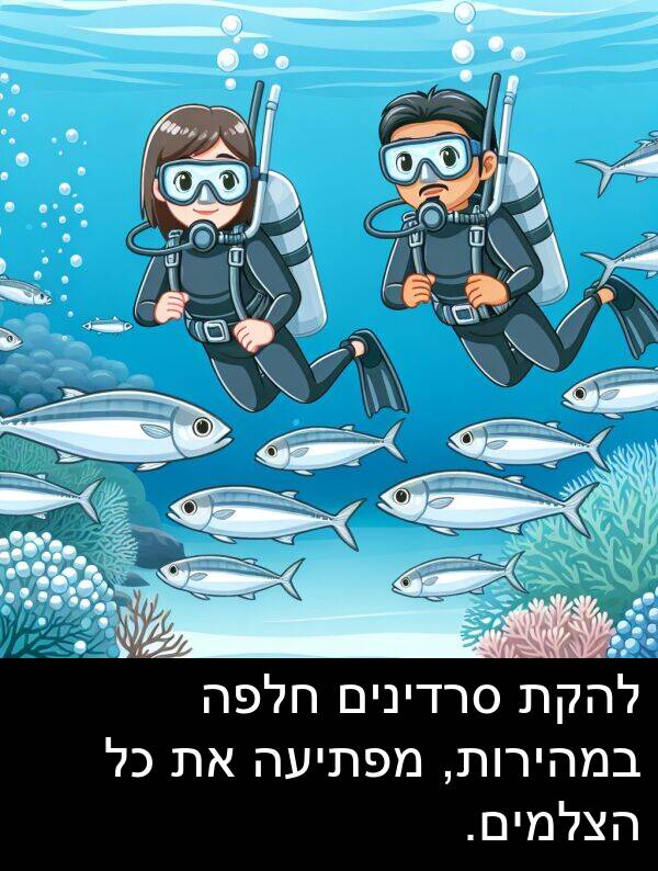 סרדינים: להקת סרדינים חלפה במהירות, מפתיעה את כל הצלמים.