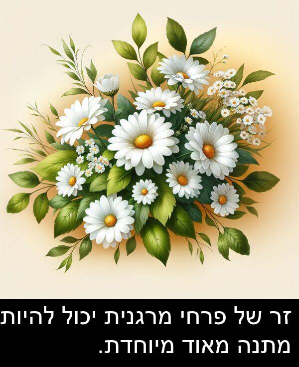 פרחי: זר של פרחי מרגנית יכול להיות מתנה מאוד מיוחדת.
