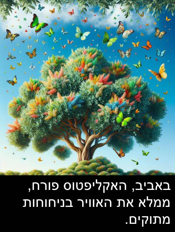 באביב: באביב, האקליפטוס פורח, ממלא את האוויר בניחוחות מתוקים.
