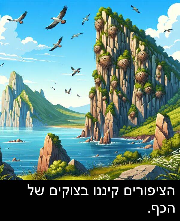 בצוקים: הציפורים קיננו בצוקים של הכף.