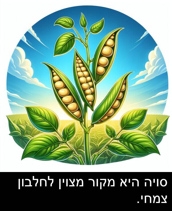 צמחי: סויה היא מקור מצוין לחלבון צמחי.