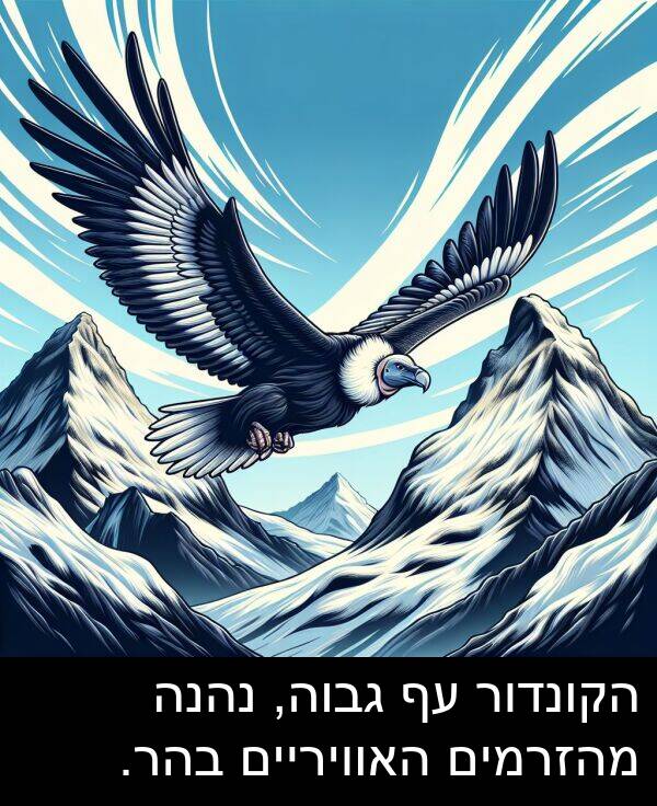 נהנה: הקונדור עף גבוה, נהנה מהזרמים האוויריים בהר.