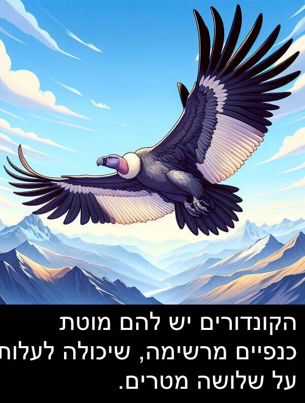 מרשימה: הקונדורים יש להם מוטת כנפיים מרשימה, שיכולה לעלות על שלושה מטרים.