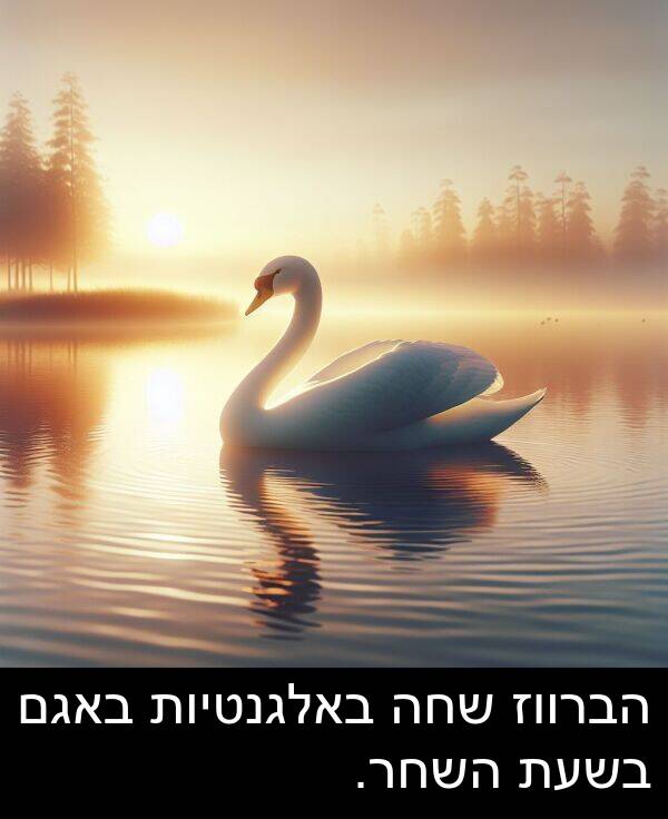 באגם: הברווז שחה באלגנטיות באגם בשעת השחר.