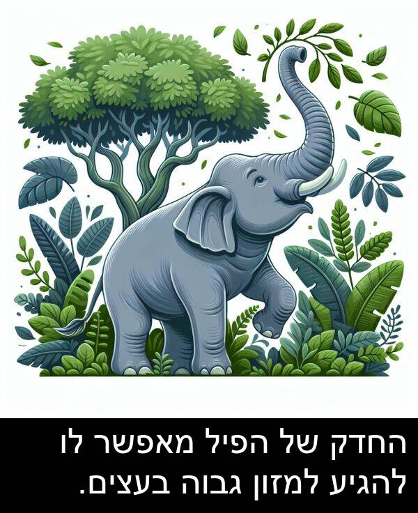 מאפשר: החדק של הפיל מאפשר לו להגיע למזון גבוה בעצים.