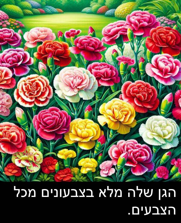 בצבעונים: הגן שלה מלא בצבעונים מכל הצבעים.