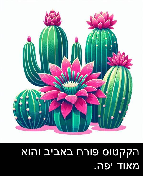 באביב: הקקטוס פורח באביב והוא מאוד יפה.