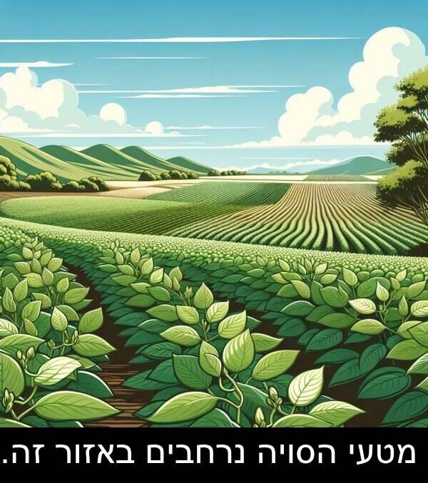 באזור: מטעי הסויה נרחבים באזור זה.