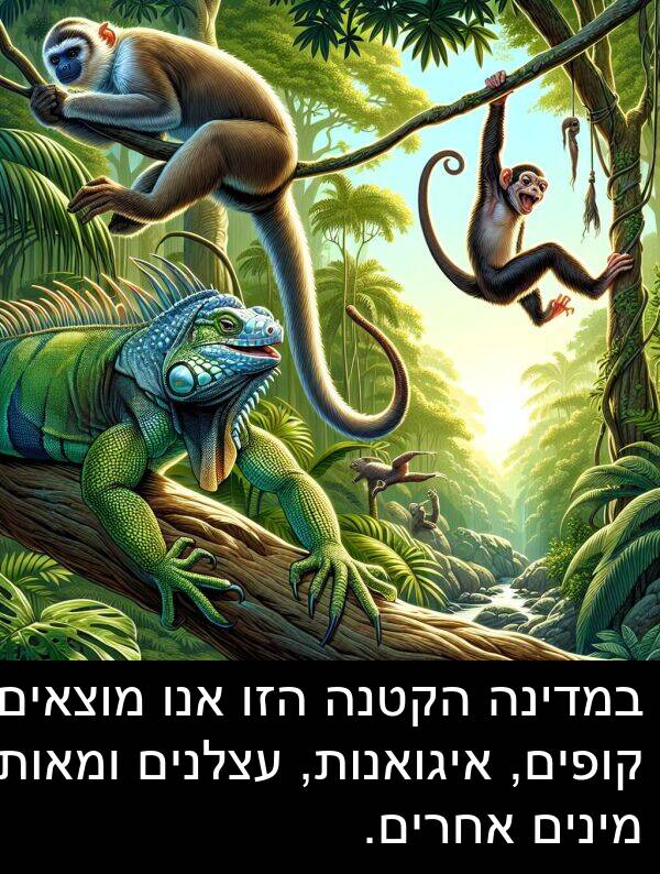 קופים: במדינה הקטנה הזו אנו מוצאים קופים, איגואנות, עצלנים ומאות מינים אחרים.