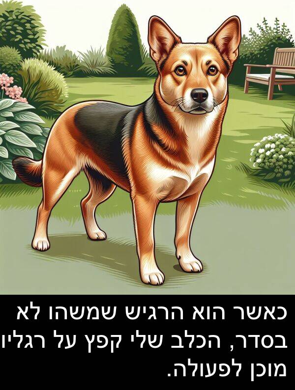 קפץ: כאשר הוא הרגיש שמשהו לא בסדר, הכלב שלי קפץ על רגליו, מוכן לפעולה.